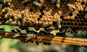 bee's on a honeycomb
