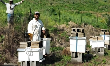 Fiji Honey Farm